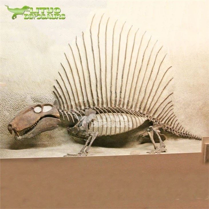 3Skeleton Life Size Edaphosaurus(001)